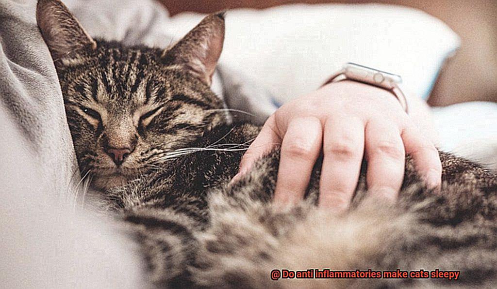 Do anti inflammatories make cats sleepy-6