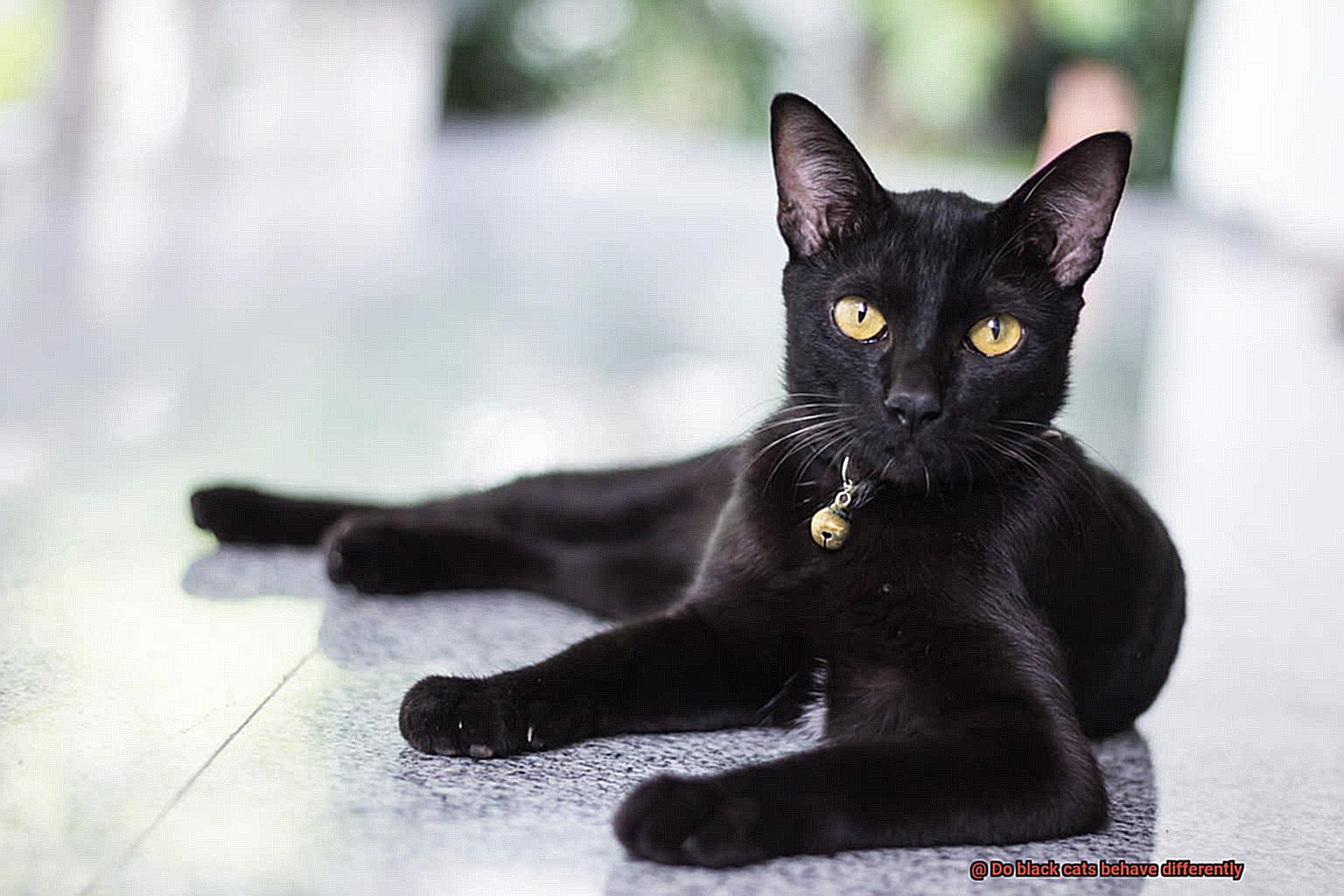 Do black cats behave differently-5
