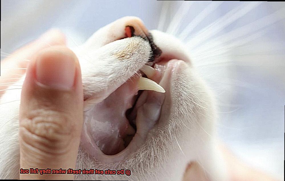Do cats eat their teeth when they fall out-2