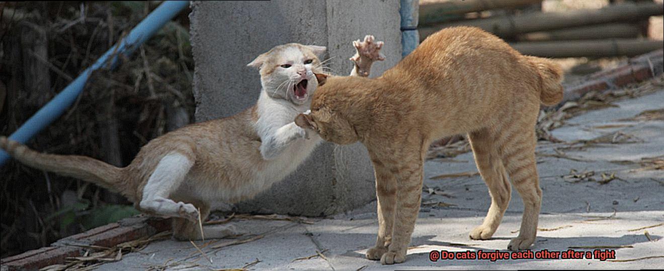 Do cats forgive each other after a fight-6