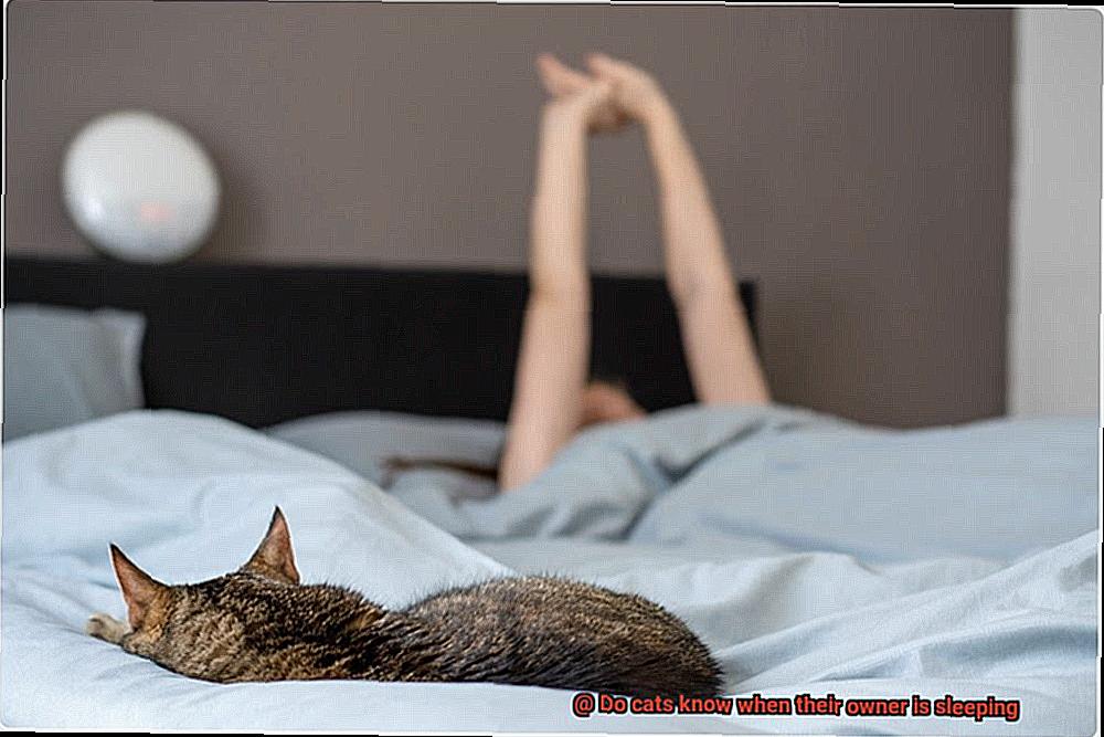 Do cats know when their owner is sleeping-7