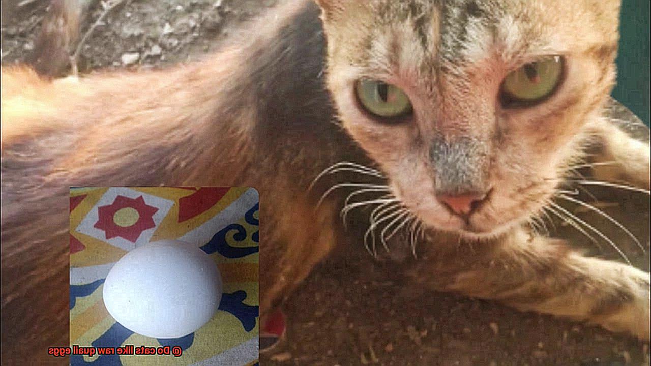 Do cats like raw quail eggs-3