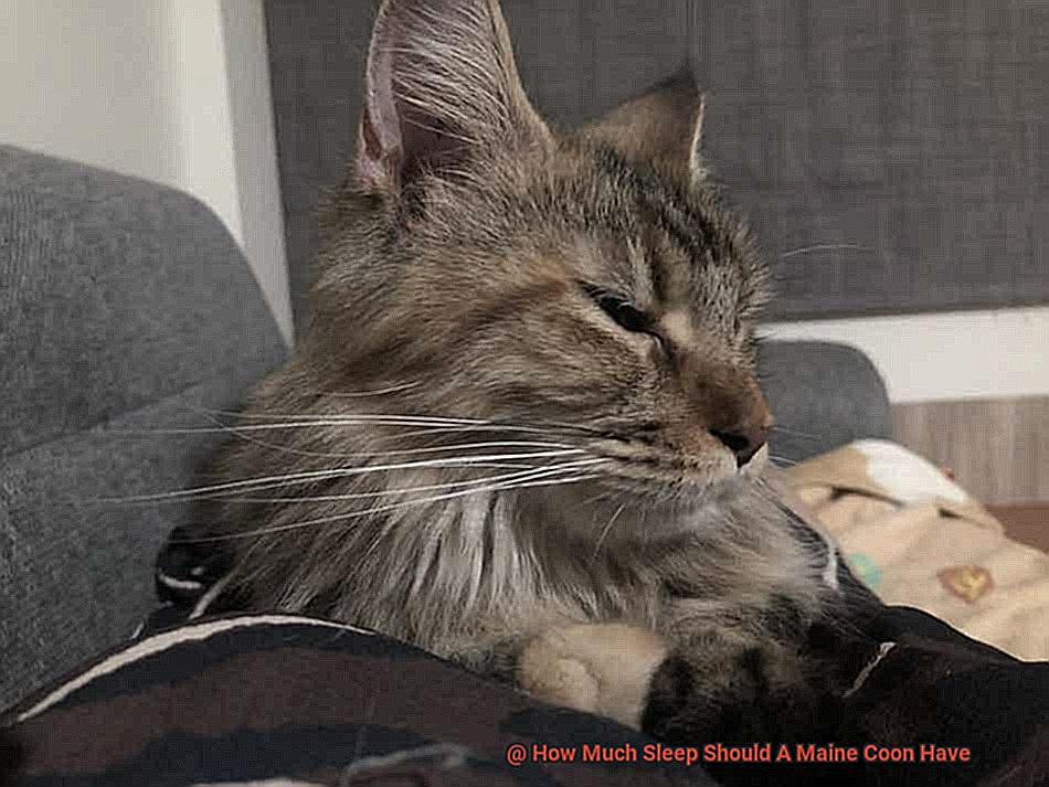 How Much Sleep Should A Maine Coon Have-2