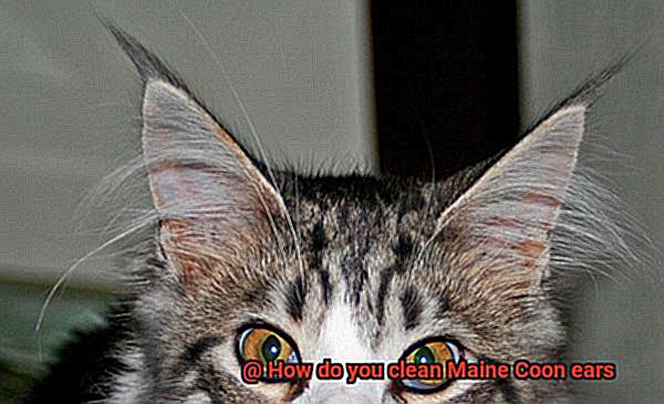 How do you clean Maine Coon ears-2