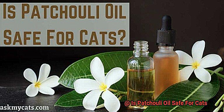 Is Patchouli Oil Safe For Cats-5