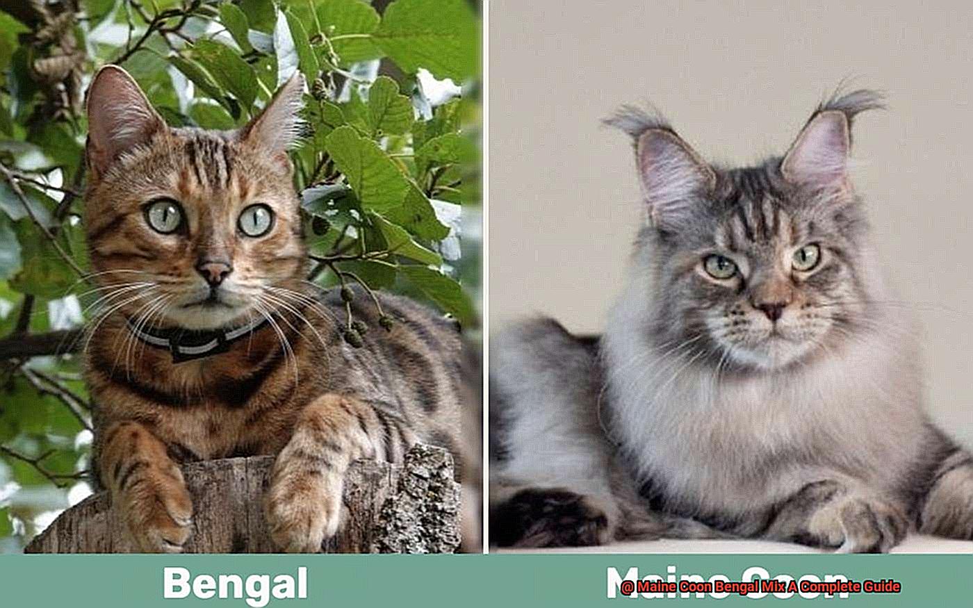 Maine Coon Bengal Mix A Complete Guide-6