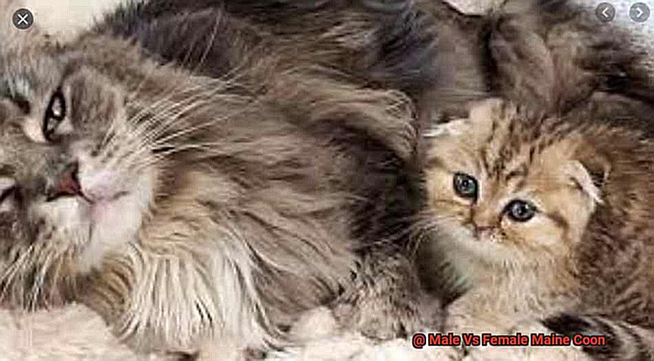 Male Vs Female Maine Coon? - 21Cats.org