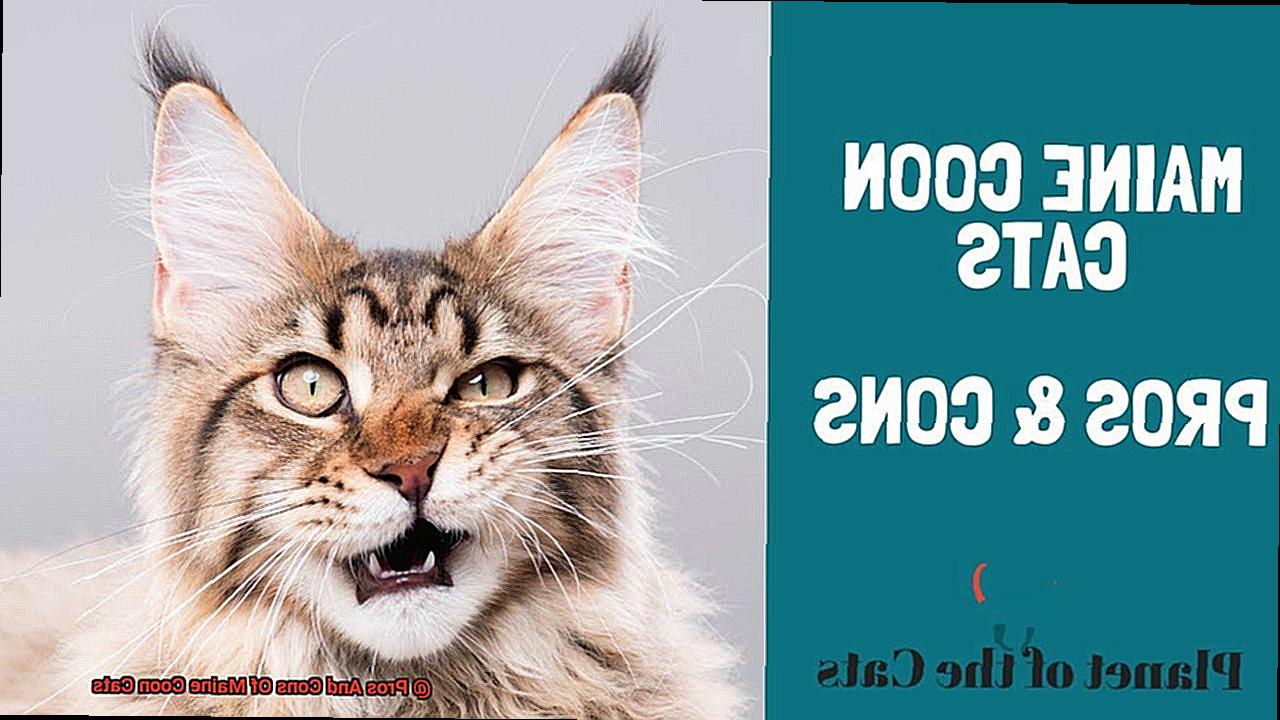 Pros And Cons Of Maine Coon Cats-6