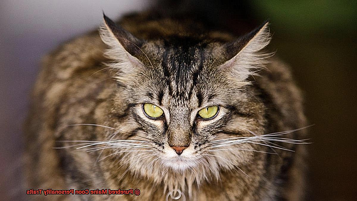 Purebred Maine Coon Personality Traits? - 21Cats.org