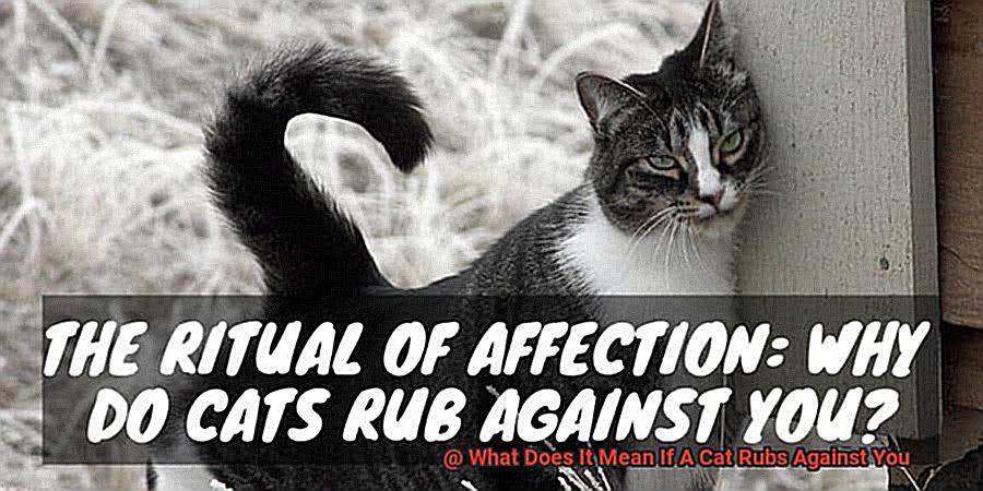 what-does-it-mean-if-a-cat-rubs-against-you-21cats