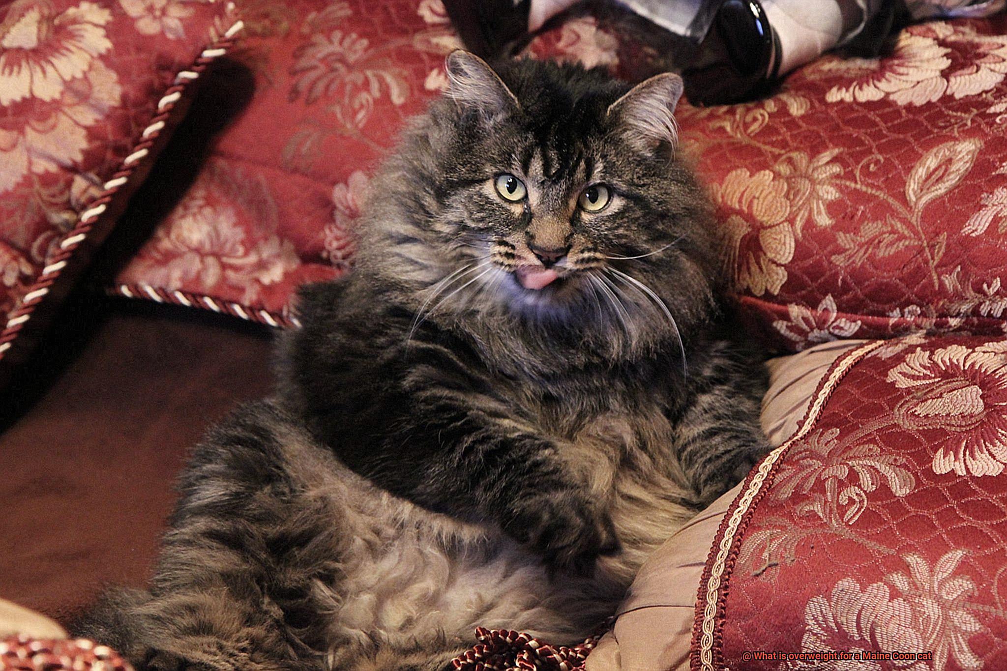 What is overweight for a Maine Coon cat-3