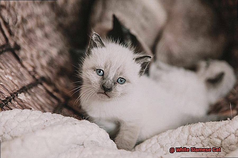 White Siamese Cat-4