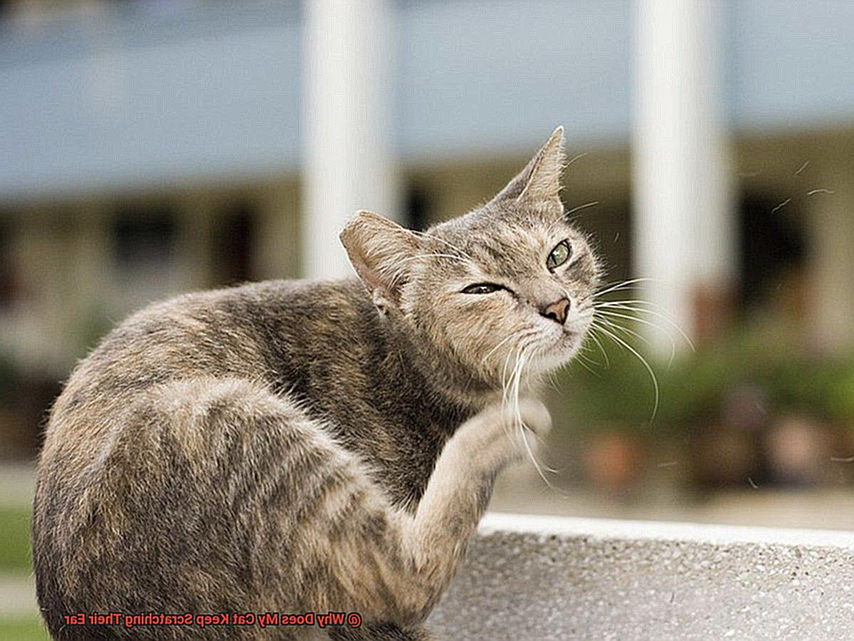 Why Does My Cat Keep Scratching Their Ear?