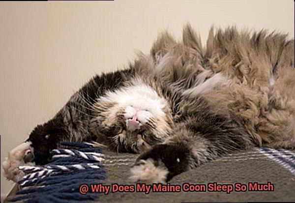 Why Does My Maine Coon Sleep So Much-3