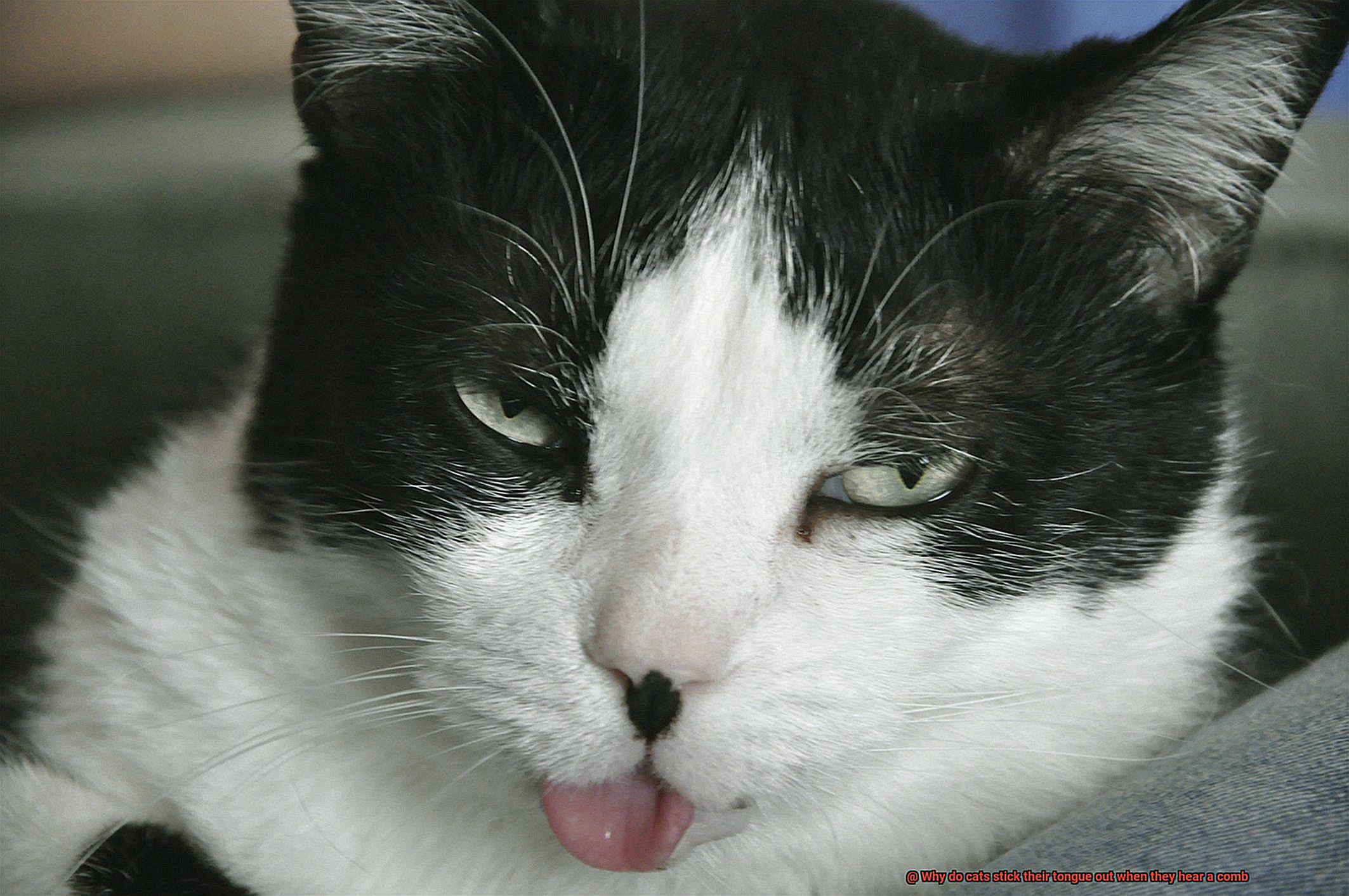 Why do cats stick their tongue out when they hear a comb-3