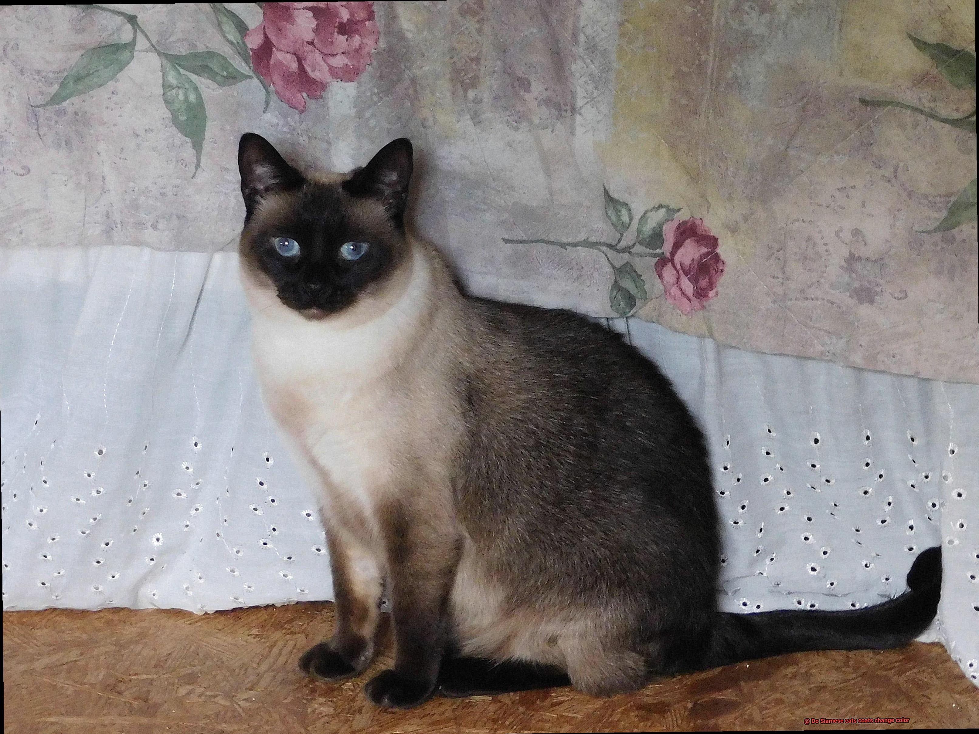 Do Siamese Cats Coats Change Color