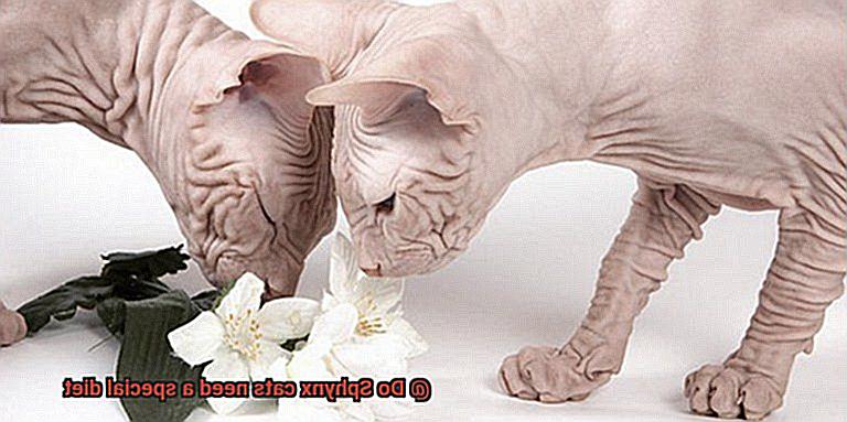 Do Sphynx cats need a special diet-2