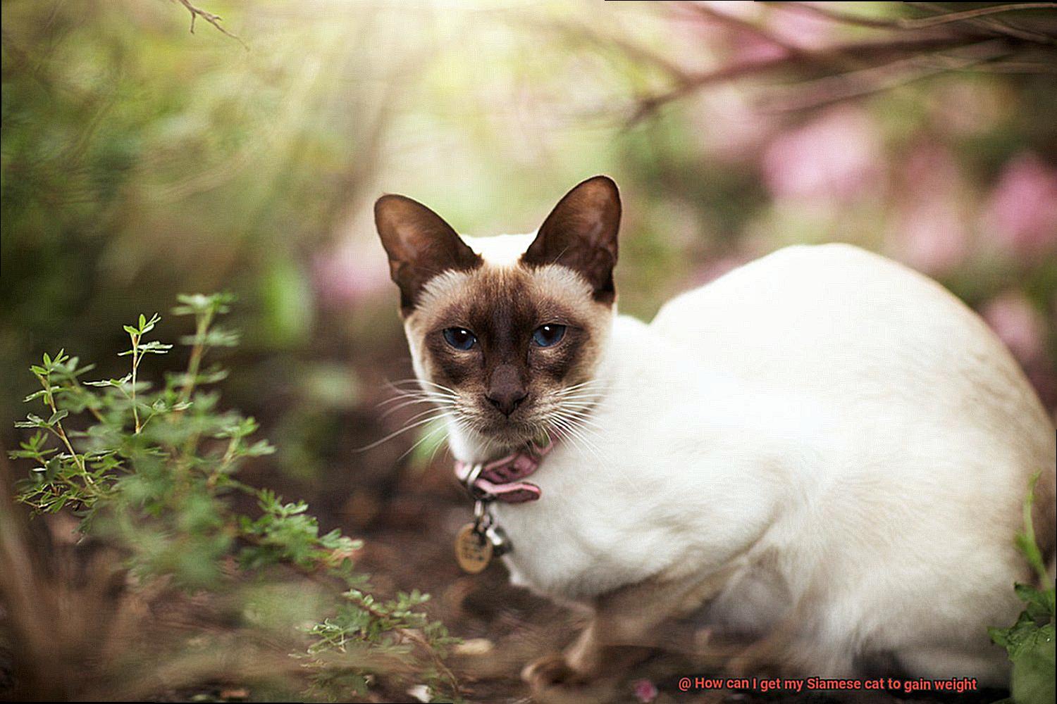 How can I get my Siamese cat to gain weight-4