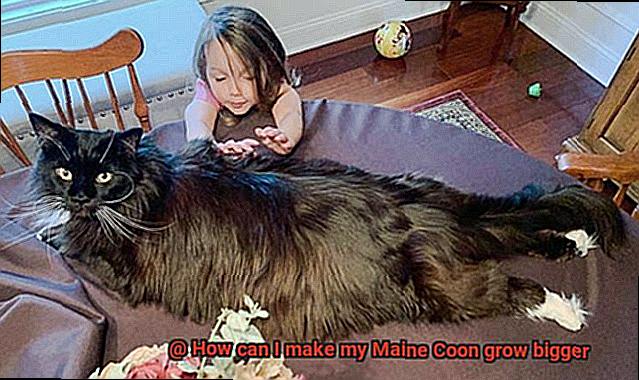 How can I make my Maine Coon grow bigger-2