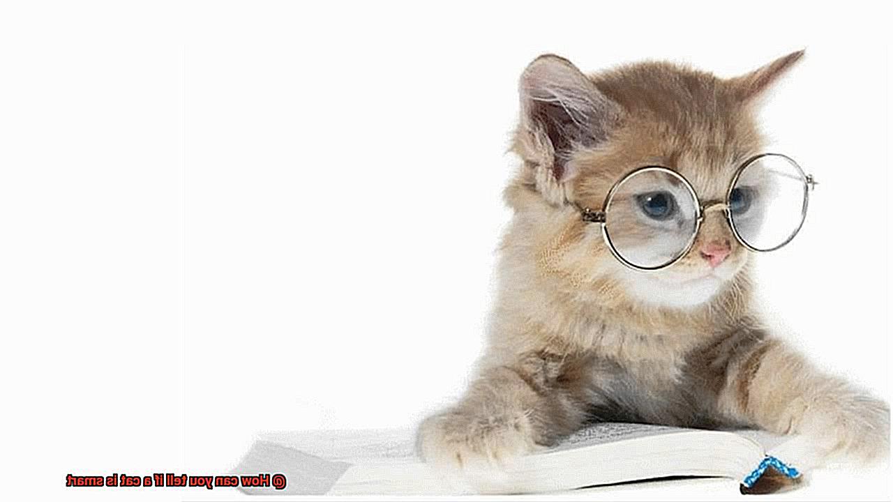 How can you tell if a cat is smart-2
