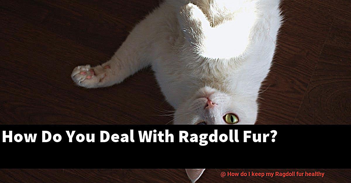 How do I keep my Ragdoll fur healthy-5