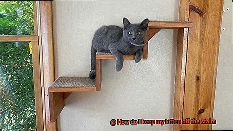 How do I keep my kitten off the stairs-5