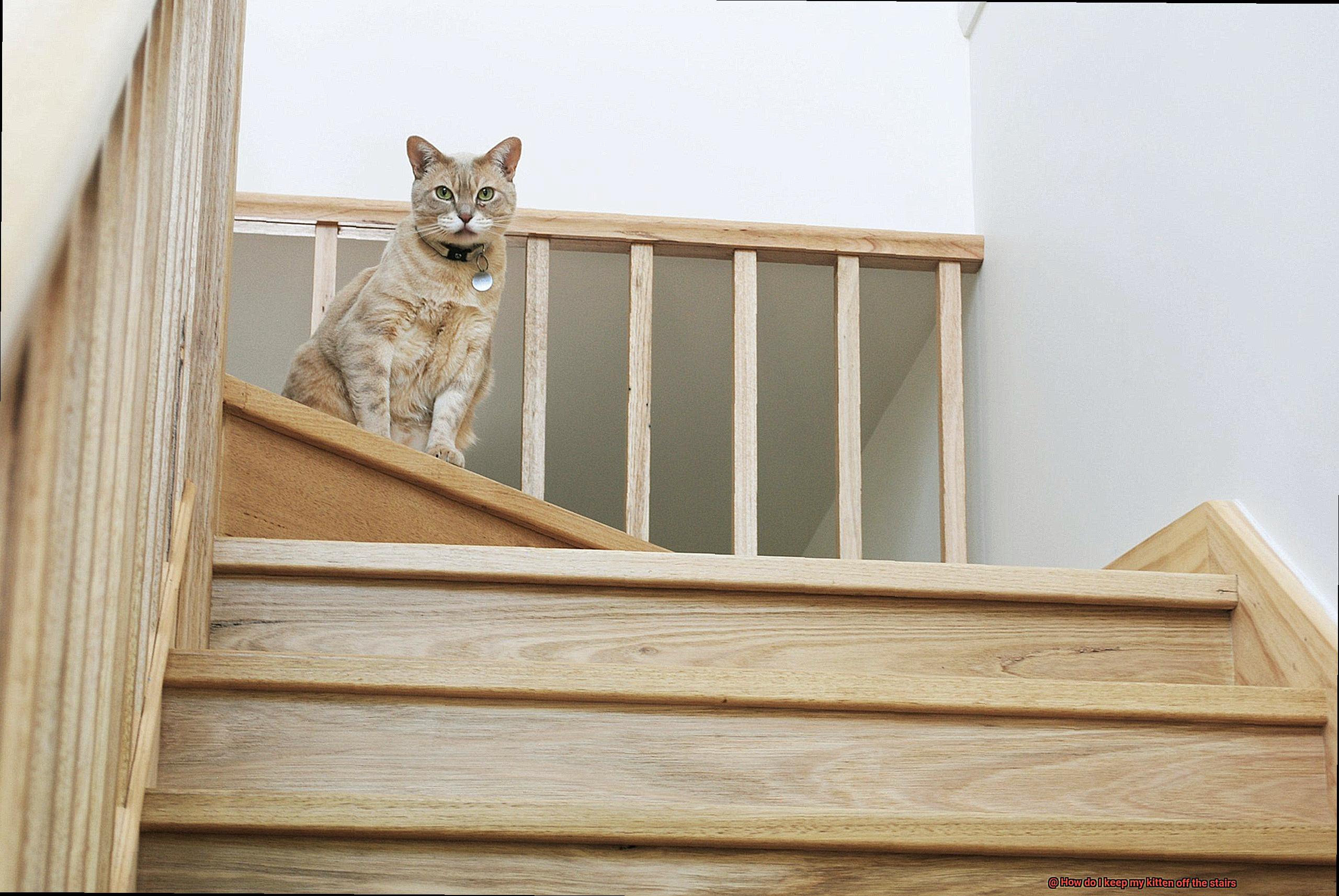 How do I keep my kitten off the stairs-2