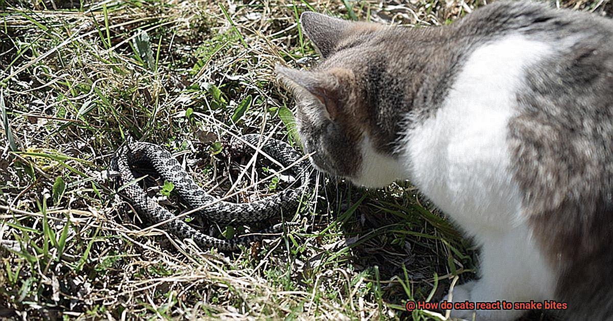 How do cats react to snake bites-3