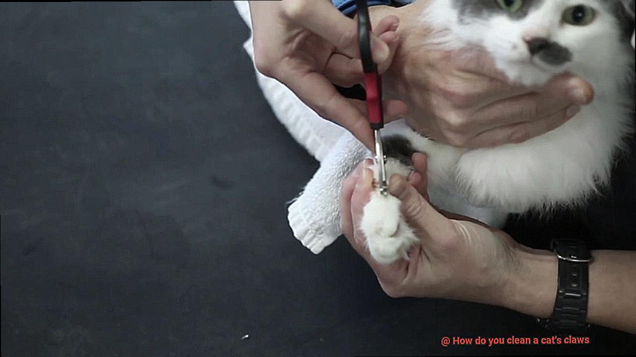 How do you clean a cat's claws-3