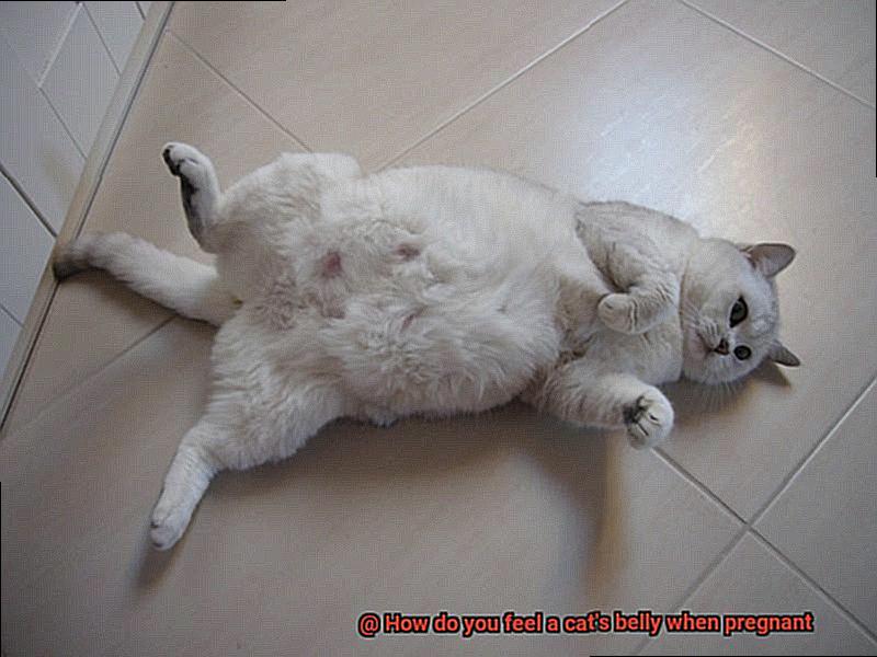 How do you feel a cat's belly when pregnant-4