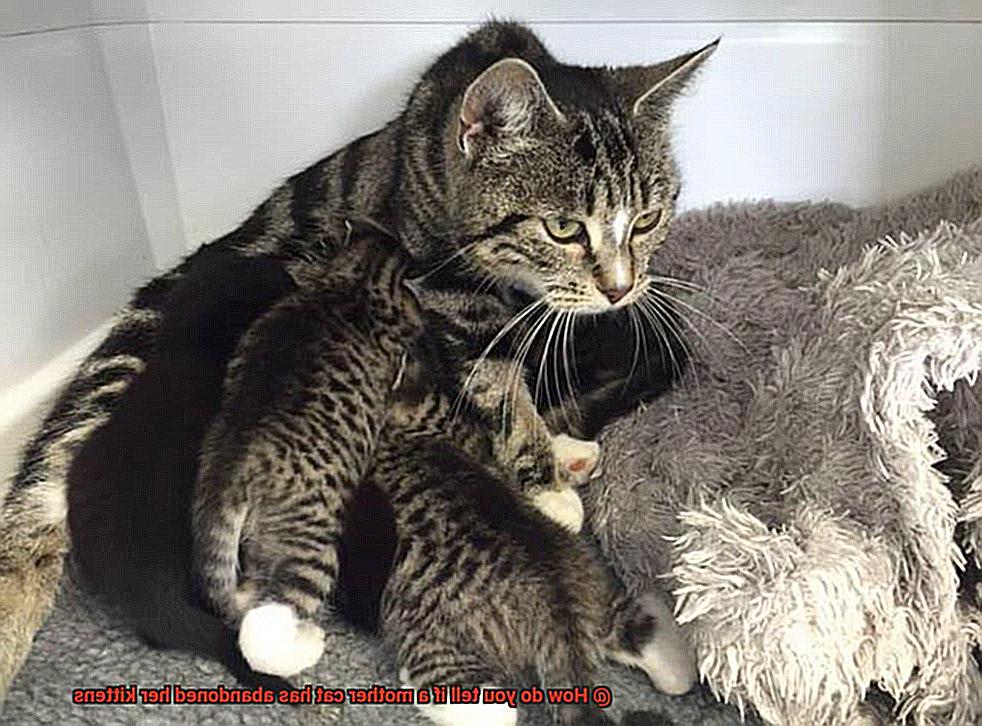 How do you tell if a mother cat has abandoned her kittens-2