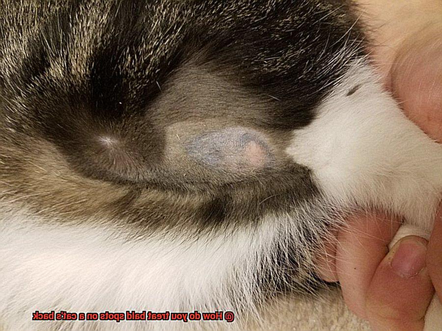 How do you treat bald spots on a cat's back-6