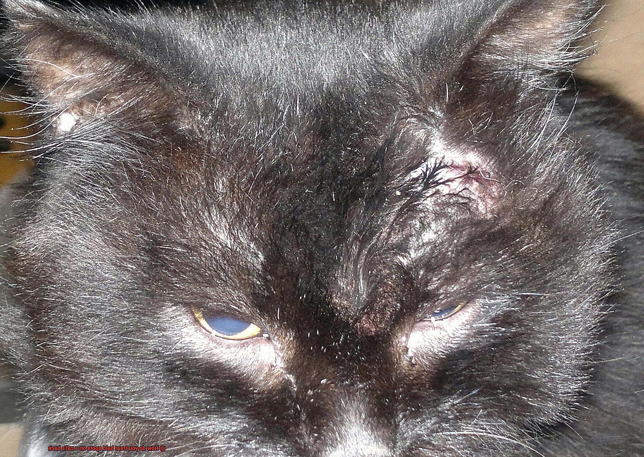 How do you treat bald spots on a cat's back-4