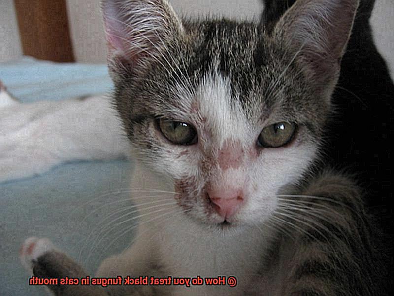How do you treat black fungus in cats mouth-2