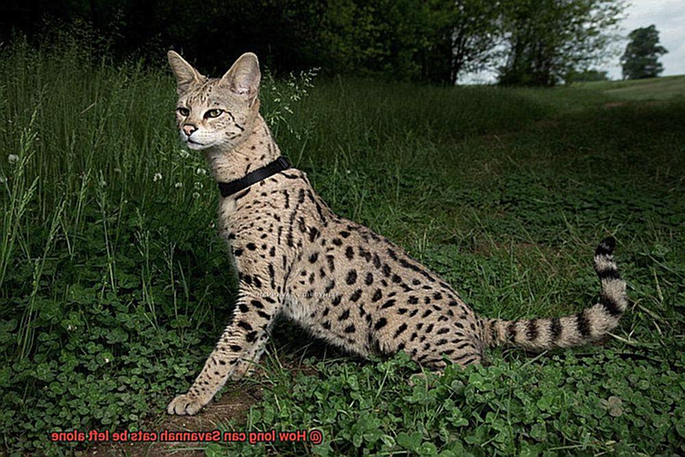 Can Savannah Cats Be Left Alone