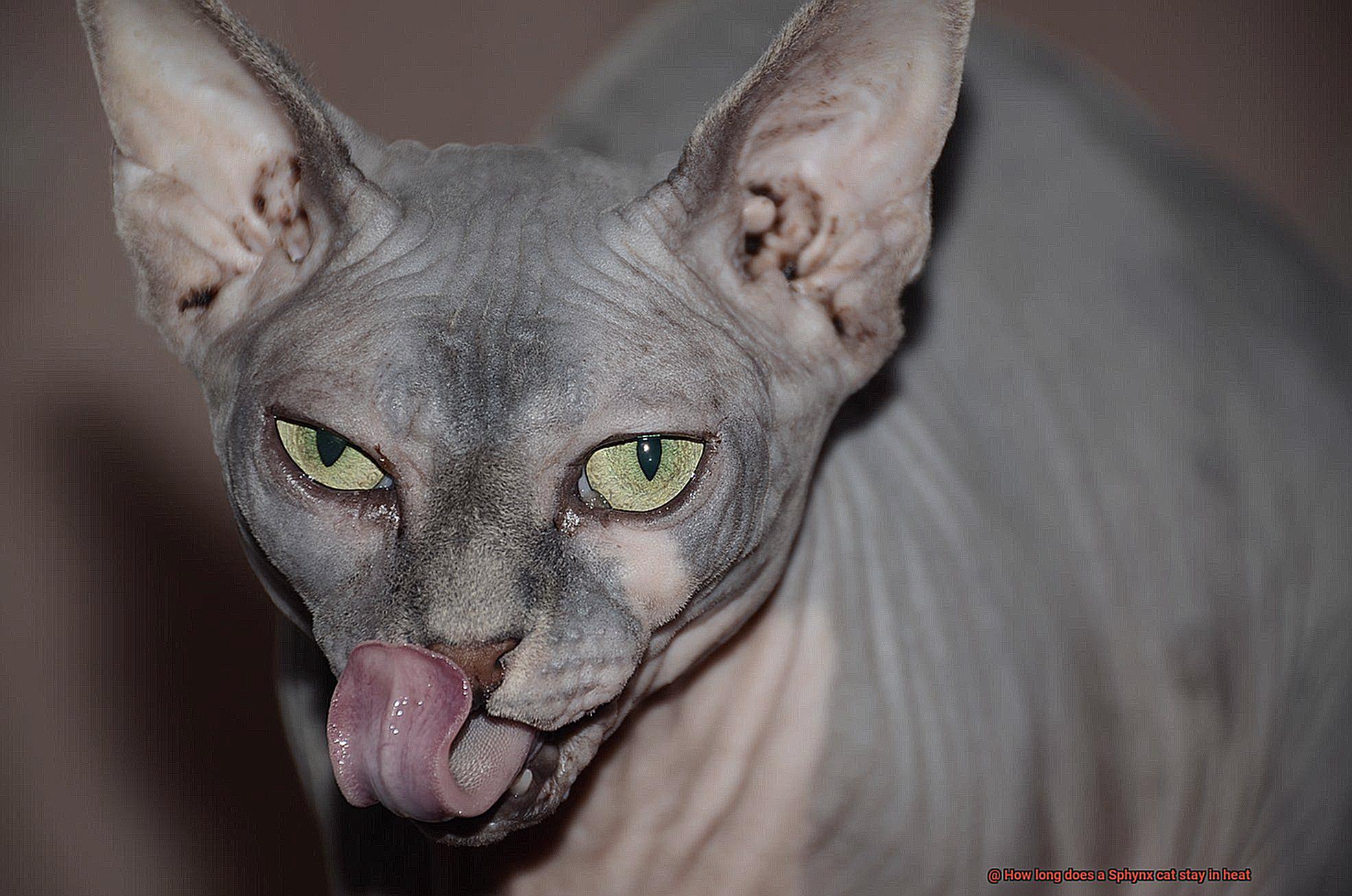 How long does a Sphynx cat stay in heat-6