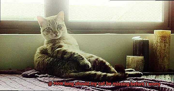 How long should my cat be missing before I worry-4
