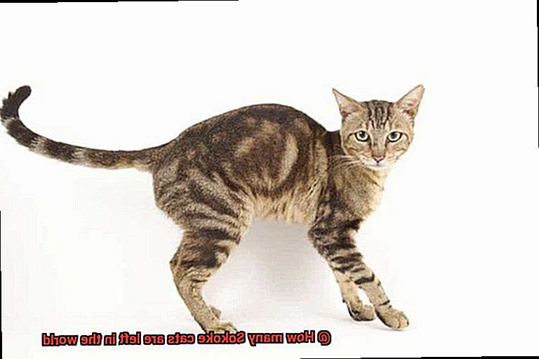 How many Sokoke cats are left in the world-2