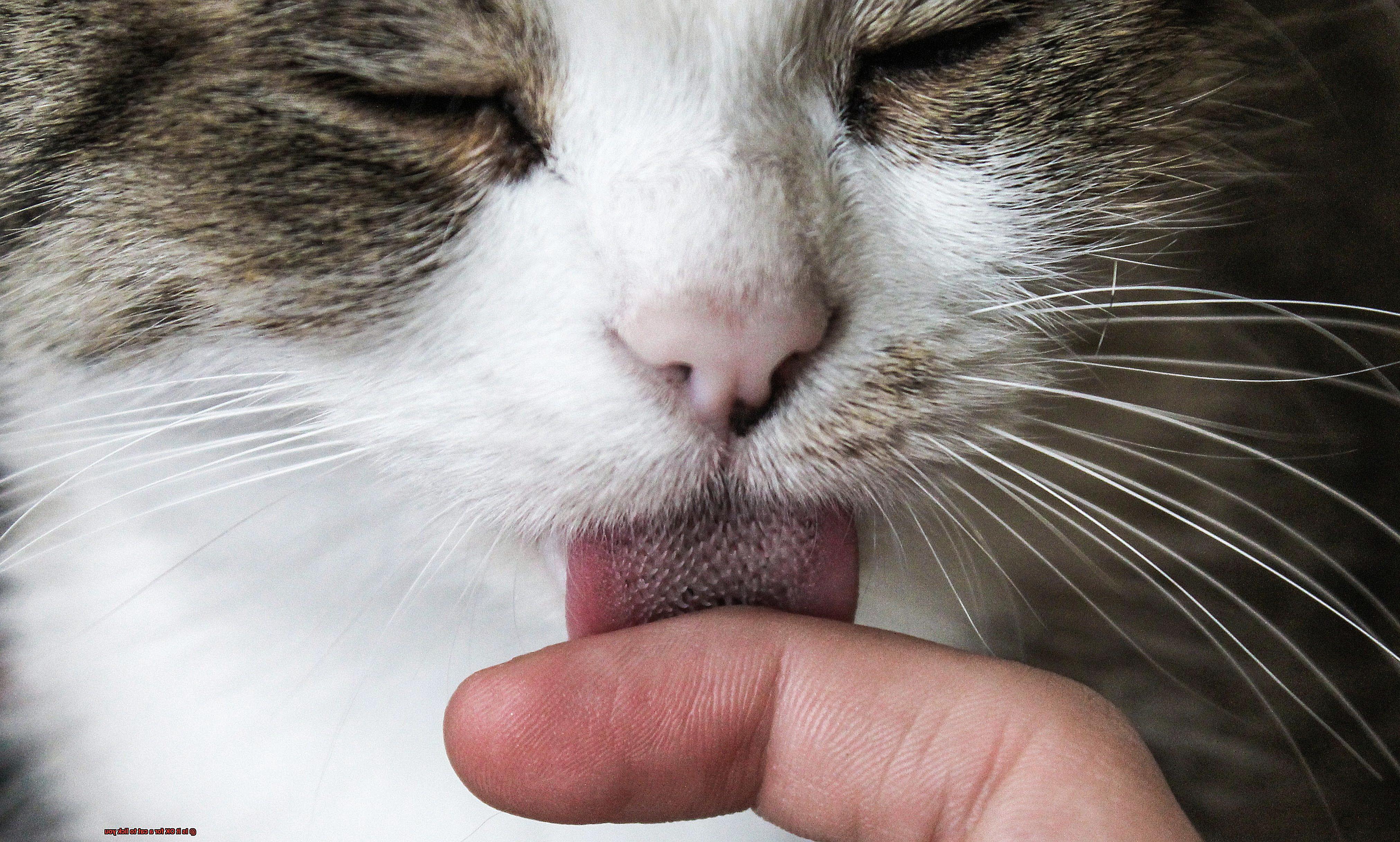 is-it-ok-for-a-cat-to-lick-you-21cats