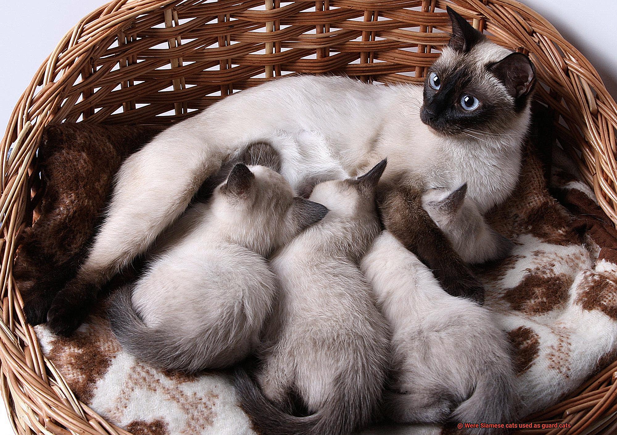 Were Siamese cats used as guard cats-5