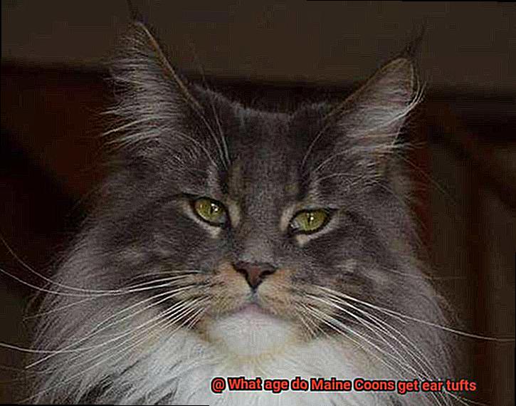 What age do Maine Coons get ear tufts-6