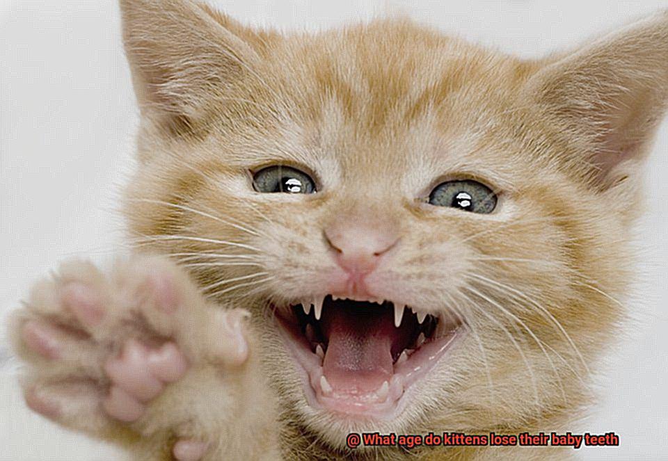 what-age-do-kittens-lose-their-baby-teeth-21cats