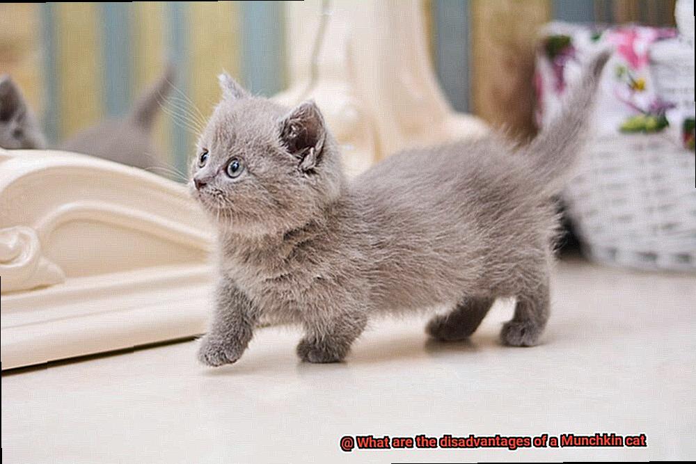 What are the disadvantages of a Munchkin cat-2