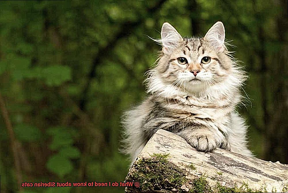 What do I need to know about Siberian cats? - 21Cats.org