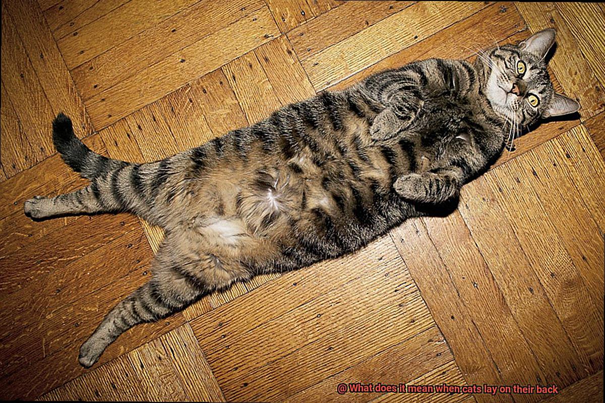 What does it mean when cats lay on their back?