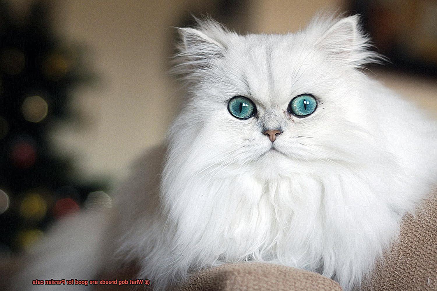 What dog breeds are good for Persian cats-4