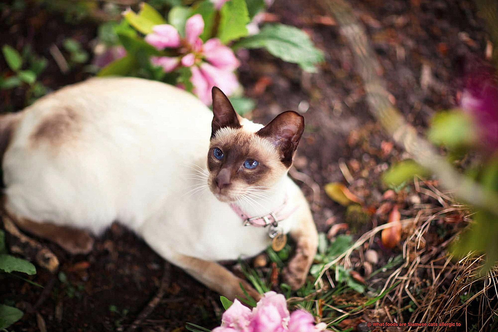 What foods are Siamese cats allergic to-2