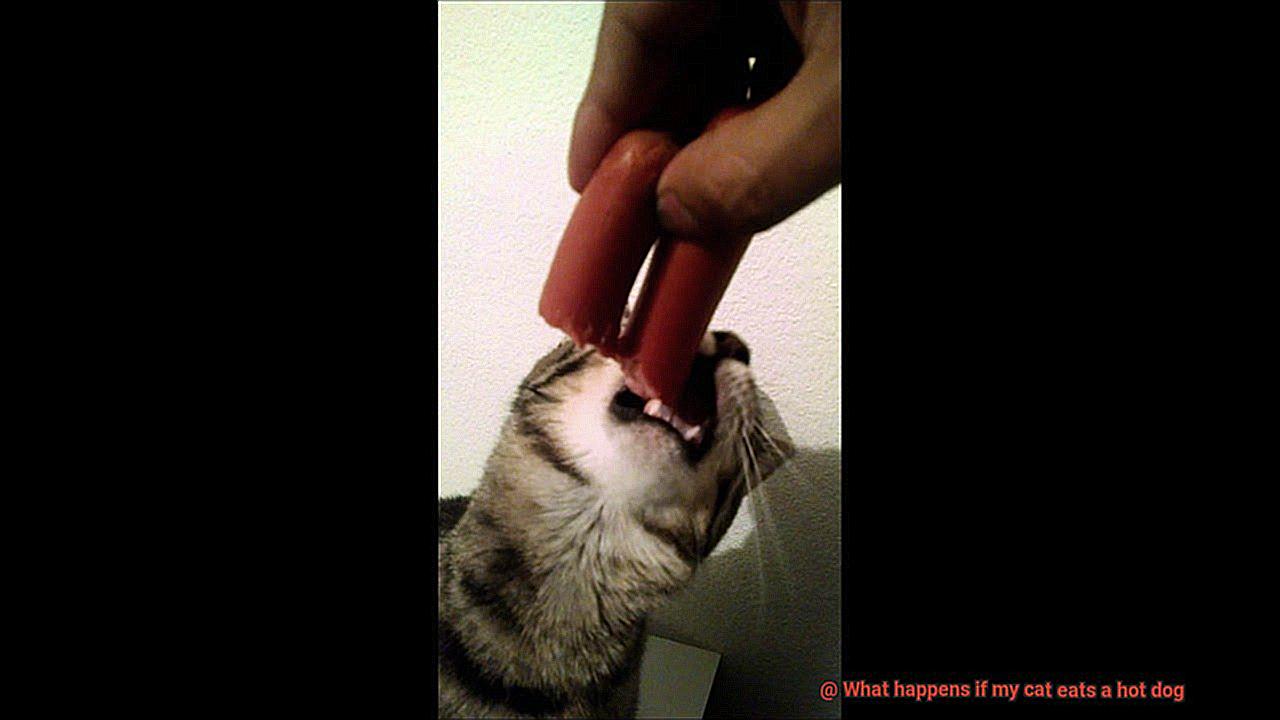 What happens if my cat eats a hot dog-2