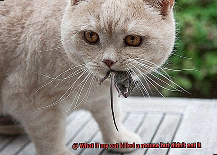 What if my cat killed a mouse but didn't eat it-4