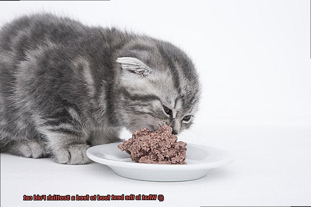 What is the best food to feed a Scottish Fold cat-2